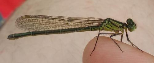 Erythromma najas